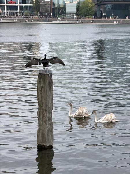 A striking black Great Cormorant perches atop a wooden post with its wings spread wide, seemingly drying them, while two young Mute Swans gracefully swim in the calm water nearby